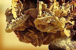 Plantas del Desierto