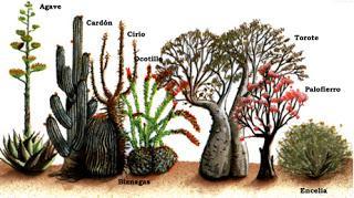 Plantas del Desierto