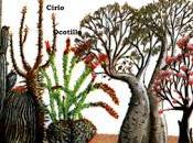 Plantas Desierto