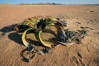Plantas del Desierto