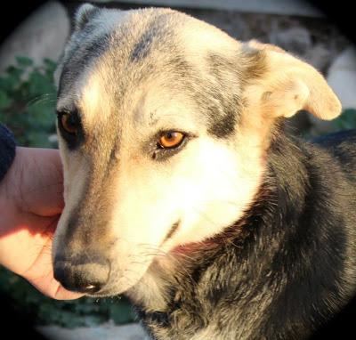 SAMBA EN ADOPCIÓN!!! (MURCIA)‏
