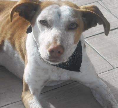 Dejado en el veterinario para sacrificar. EN ADOPCION URGENTISIMA!!.