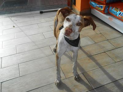 Dejado en el veterinario para sacrificar. EN ADOPCION URGENTISIMA!!.