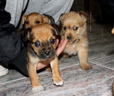 Preciosa camada de cachorritos, tamaño pequeño, MINI RATONERITOS.‏