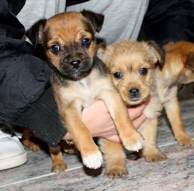 Preciosa camada de cachorritos, tamaño pequeño, MINI RATONERITOS.‏