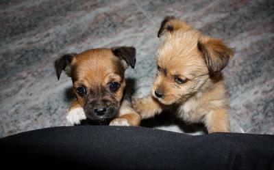 Preciosa camada de cachorritos, tamaño pequeño, MINI RATONERITOS.‏