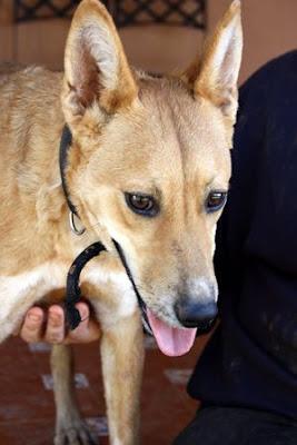 Sasha, se queda sin acogida!‏.