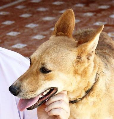 Sasha, se queda sin acogida!‏.