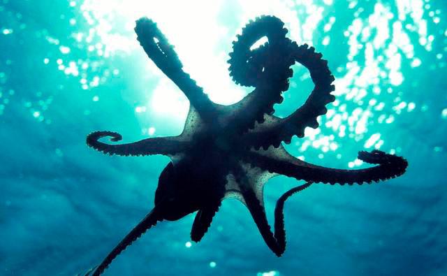 ¿un pulpo de agua dulce?