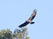 Inicio celo aguila real