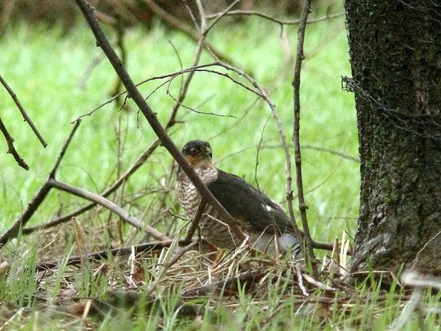 EL DIA DEL GAVILÁN-ACCIPITER NISUS