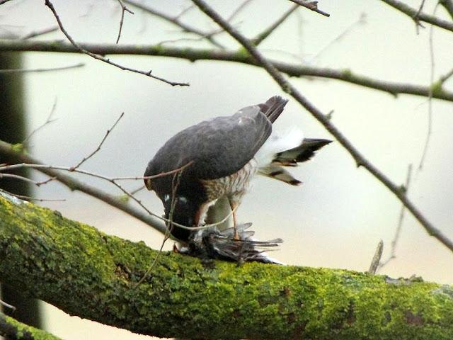 EL DIA DEL GAVILÁN-ACCIPITER NISUS