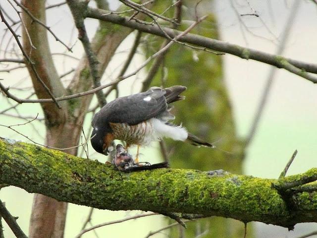 EL DIA DEL GAVILÁN-ACCIPITER NISUS