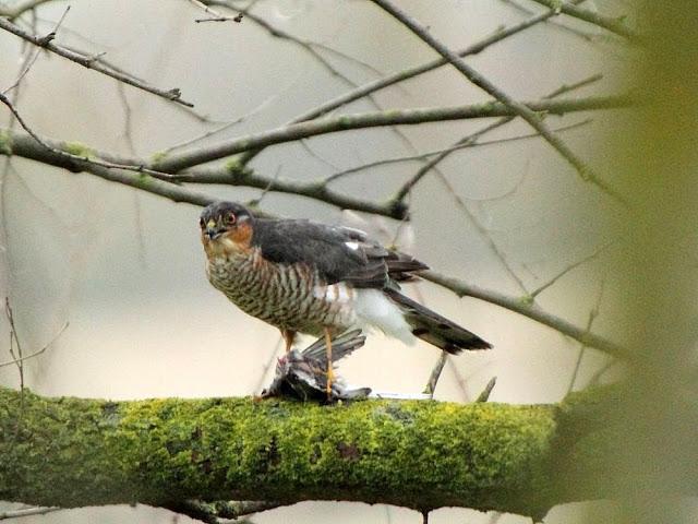 EL DIA DEL GAVILÁN-ACCIPITER NISUS