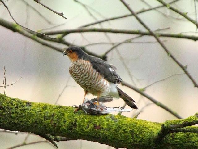 EL DIA DEL GAVILÁN-ACCIPITER NISUS