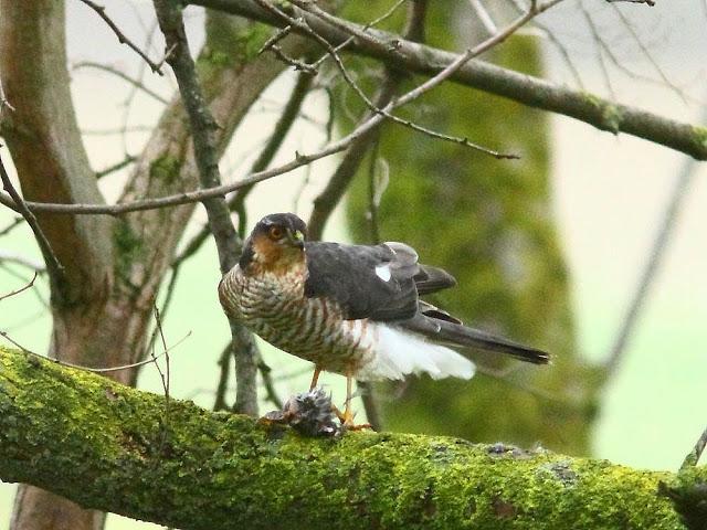 EL DIA DEL GAVILÁN-ACCIPITER NISUS