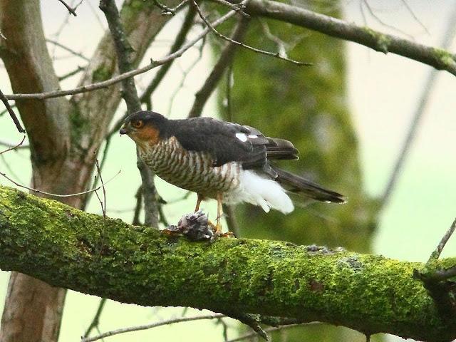 EL DIA DEL GAVILÁN-ACCIPITER NISUS