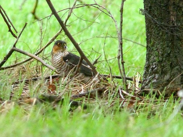 EL DIA DEL GAVILÁN-ACCIPITER NISUS