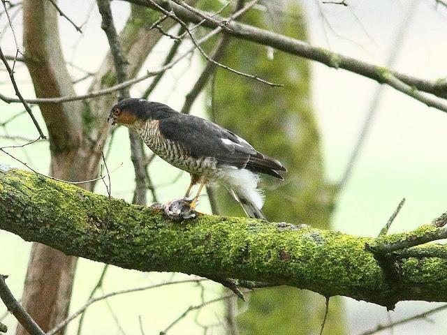 EL DIA DEL GAVILÁN-ACCIPITER NISUS