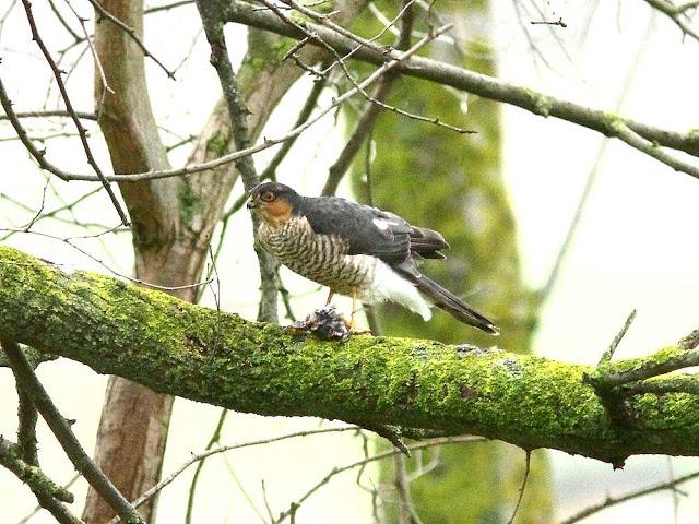 EL DIA DEL GAVILÁN-ACCIPITER NISUS