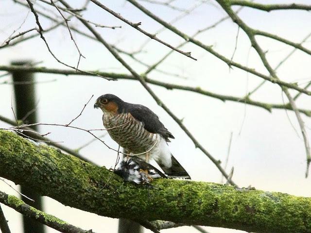 EL DIA DEL GAVILÁN-ACCIPITER NISUS