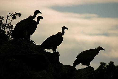 thq buitres El fin de THQ. Así han quedado repartidas sus propiedades