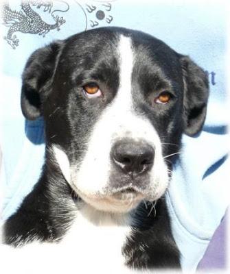 Pluto: lleva media vida esperando una familia (APA Párraga)‏