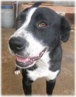 Pluto: lleva media vida esperando una familia (APA Párraga)‏