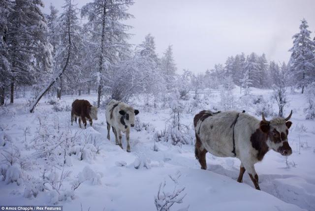 Oymyakon, el lugar más frío del mundo