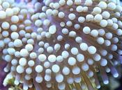 belleza corales cerca, Félix Salazar