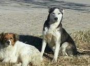 Husky ¿embarazada? breton, calle. massanassa valencia sos‏