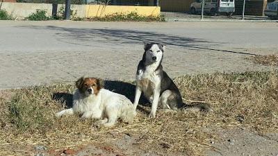 HUSKY ¿EMBARAZADA? Y BRETON, EN LA CALLE. MASSANASSA - VALENCIA - SOS‏
