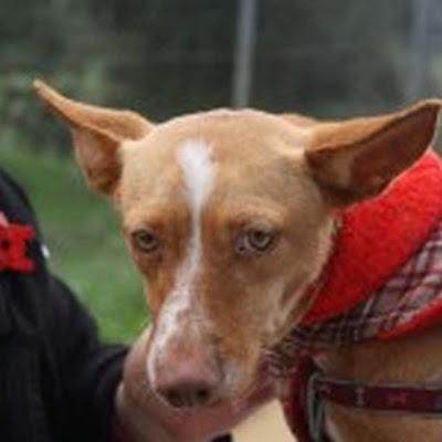 LIMA encantadora podenco andaluz‏.