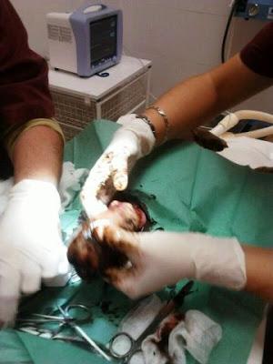 FLICKA, RESCATADA agotada y extasiada. NECESITAMOS AYUDA CON ELLA.‏