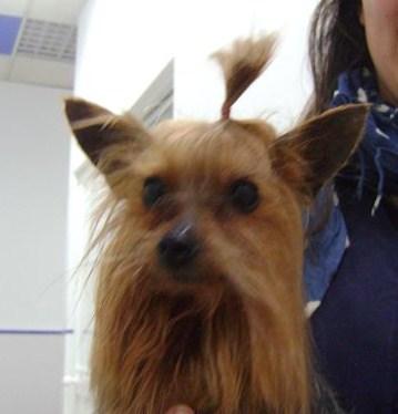 Elfo, yorkshire encerrado en un baño‏.