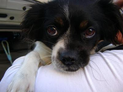 MESES DESPUÉS Y AÚN NO TIENE NINGUNA OPORTUNIDAD.POR FAVOR AYUDARLE,NECESITA SER FELIZ DESPUES DE TODO EL SUFRIMIENTO PASADO....‏