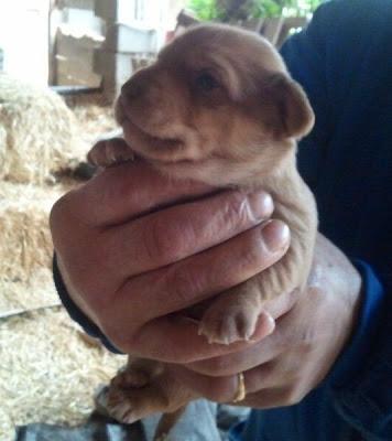 MUY URGENTE: 4 BEBES DE 21 DIAS NECESITAN ACOGIDA URGENTE O ADOPCION O MORIRAN. (MURCIA)‏