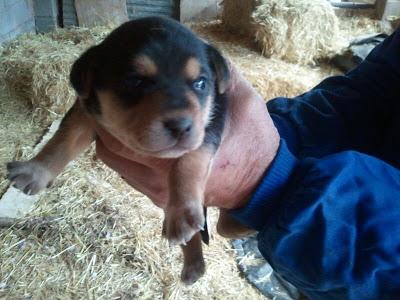 MUY URGENTE: 4 BEBES DE 21 DIAS NECESITAN ACOGIDA URGENTE O ADOPCION O MORIRAN. (MURCIA)‏