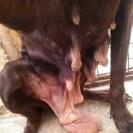 Foto: Nombre: Candela. Edad: entre 3 y 5 años. Raza: Braco. Sexo: Hembra.  El dia que llevaron a Candela al veterinario,no podian evaluar la edad que tenia. Si se basaban en su dentadura era una perra joven pero si lo hacian en su delicado cuerpo,aparentaba muchos mas años.. Candela es la prueba evidente de la explotacion para la cria,es una perra super tierna y noble a pesar de lo que ha debido sufrir. Necesita padrinos o madrinas para su esterilizacion y extirpacion de dos tumores mamarios. Necesita ayuda y seguro que podemos darsela,al menos ahora no le faltara una caricia. CONTACTO: 633278771 adopcioneshuellas@gmail.com