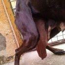 Foto: Nombre: Candela. Edad: entre 3 y 5 años. Raza: Braco. Sexo: Hembra.  El dia que llevaron a Candela al veterinario,no podian evaluar la edad que tenia. Si se basaban en su dentadura era una perra joven pero si lo hacian en su delicado cuerpo,aparentaba muchos mas años.. Candela es la prueba evidente de la explotacion para la cria,es una perra super tierna y noble a pesar de lo que ha debido sufrir. Necesita padrinos o madrinas para su esterilizacion y extirpacion de dos tumores mamarios. Necesita ayuda y seguro que podemos darsela,al menos ahora no le faltara una caricia. CONTACTO: 633278771 adopcioneshuellas@gmail.com