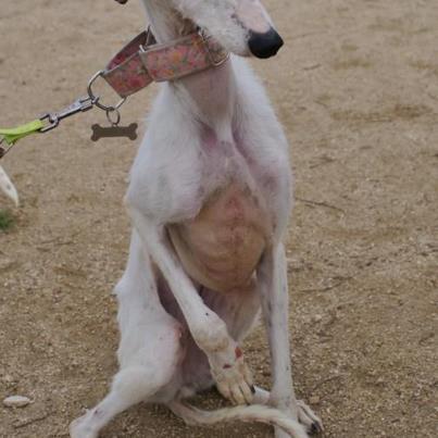 Foto: YUKI GALGA RESCATADA DE UN ZULO  Nos informaron que estaba en una especie de zulo encerrada en una casa aparentemente abandonada, por lo que hemos podido descubrir la encerraron ahí y se marcharon, dejándola a su suerte.   Yuki estaba en un zulo donde ni siquiera podía ponerse de pié, sin agua ni comida.  Le falta mucho pelo debido a la desnutrición que tiene, no la daba ni la luz. Nada más sobre su estado podemos contar que no se vea en las imágenes que aquí os dejamos...   Otro caso más de abandono y maltrato, otro casó más donde se demuestra que el ser humano es el ser mas inhumano que existe, ellos jamás nos harían esto!   Ahora esta en una acogida fantástica recuperándose de sus heridas físicas y psicológicas.   Hemos creado un evento para quien quiera colaborar en su causa  http://www.facebook.com/events/399538206797333/