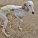 Foto: YUKI GALGA RESCATADA DE UN ZULO  Nos informaron que estaba en una especie de zulo encerrada en una casa aparentemente abandonada, por lo que hemos podido descubrir la encerraron ahí y se marcharon, dejándola a su suerte.   Yuki estaba en un zulo donde ni siquiera podía ponerse de pié, sin agua ni comida.  Le falta mucho pelo debido a la desnutrición que tiene, no la daba ni la luz. Nada más sobre su estado podemos contar que no se vea en las imágenes que aquí os dejamos...   Otro caso más de abandono y maltrato, otro casó más donde se demuestra que el ser humano es el ser mas inhumano que existe, ellos jamás nos harían esto!   Ahora esta en una acogida fantástica recuperándose de sus heridas físicas y psicológicas.   Hemos creado un evento para quien quiera colaborar en su causa  http://www.facebook.com/events/399538206797333/