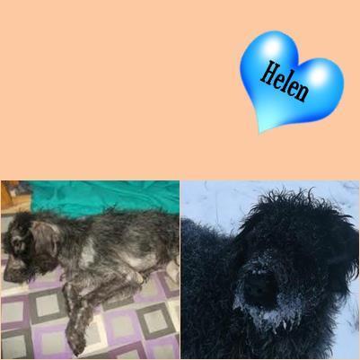 Foto: Helen fue recogida en esas condiciones por Fundación Luna ... hoy esta felizmente adopatda  http://perrosdecasa.blogspot.com.es/2012/04/en-una-palabra-crueldad.html