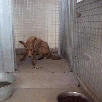 Foto: SNIF.. Podenquito jovencito,, extremadamente asustado en la perrera, aunque se ha acercado a coger las salchichas.. Esta delgadito y es muy urgente sacarle de la perrera antes de que entre la empresa desratizadora..   irina.animalessinhogar@gmail.com
