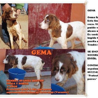 Gema , ciega y sorda.. sueña con un hogar