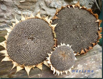 girasoles2 copia