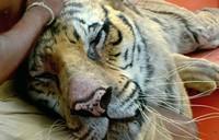  photo lifeofpi99_zpsa47d5136.jpg