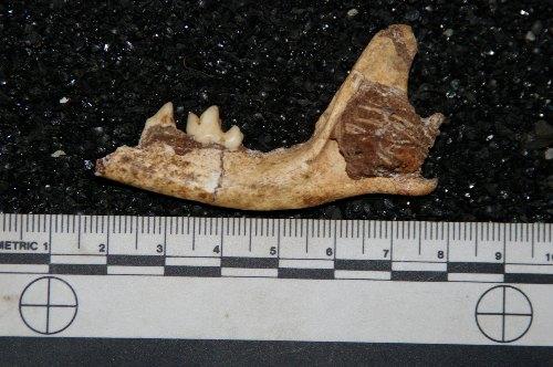 Descubren un fósil de una nueva especie de zorro en Sudáfrica