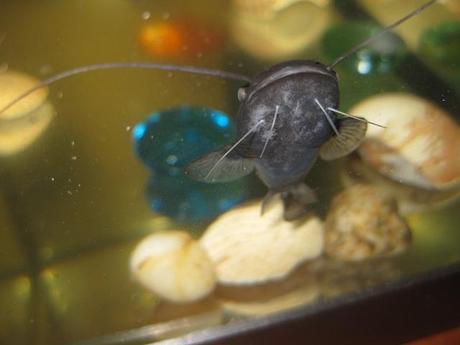 SILURO ALEVINES DE SILURO COMIENDO PELLETS