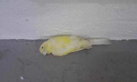 De galerías por... Milán